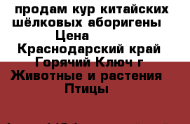 продам кур китайских шёлковых аборигены › Цена ­ 300 - Краснодарский край, Горячий Ключ г. Животные и растения » Птицы   